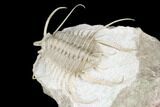 Spiny Boedaspis Trilobite - Museum Quality Specimen #180209-4